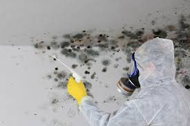 Best Black Mold Removal  in Pahrump, NV